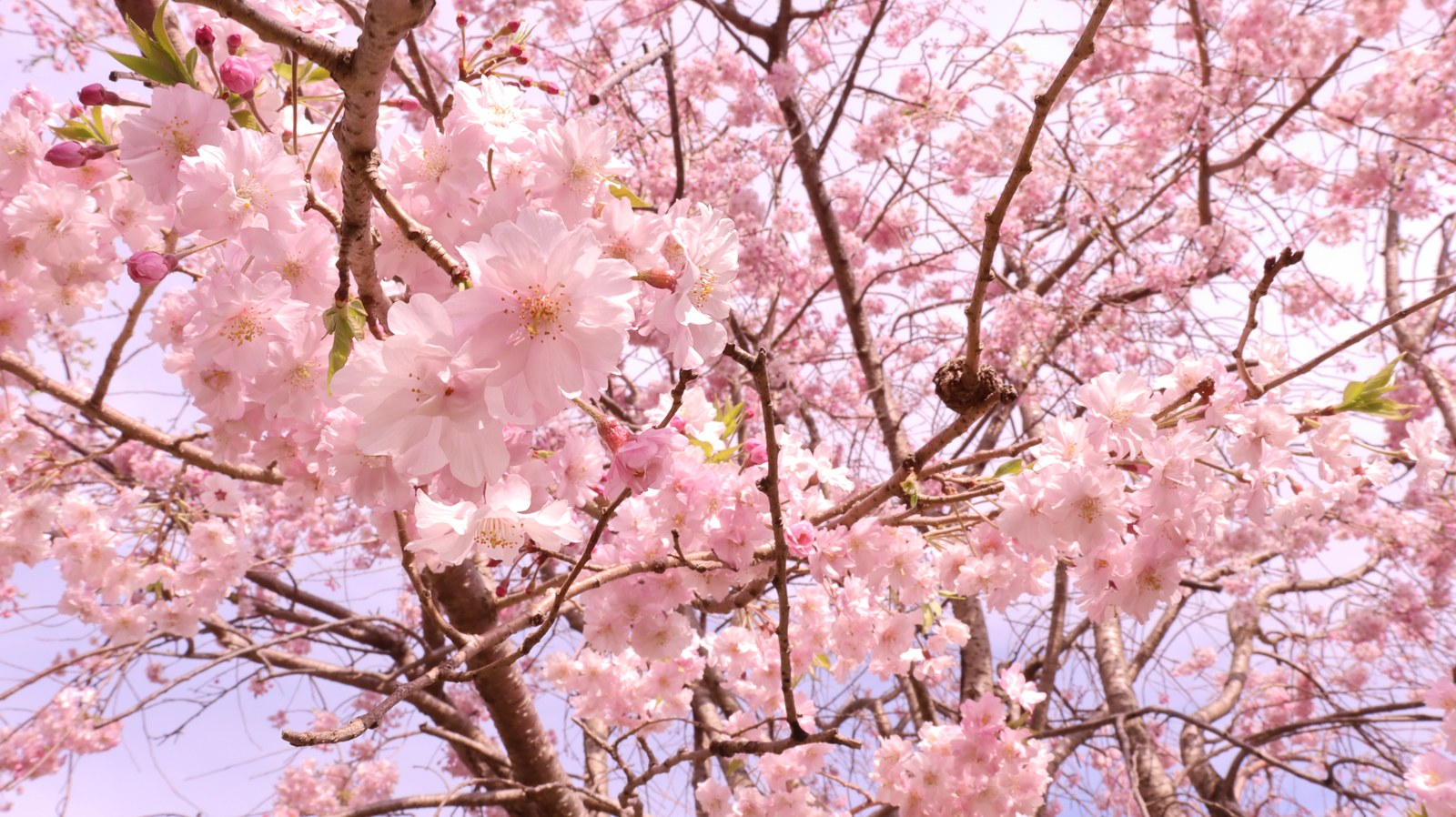 下から見た桜の写真フリー素材 Photo of cherry blossoms seen from below Free material
