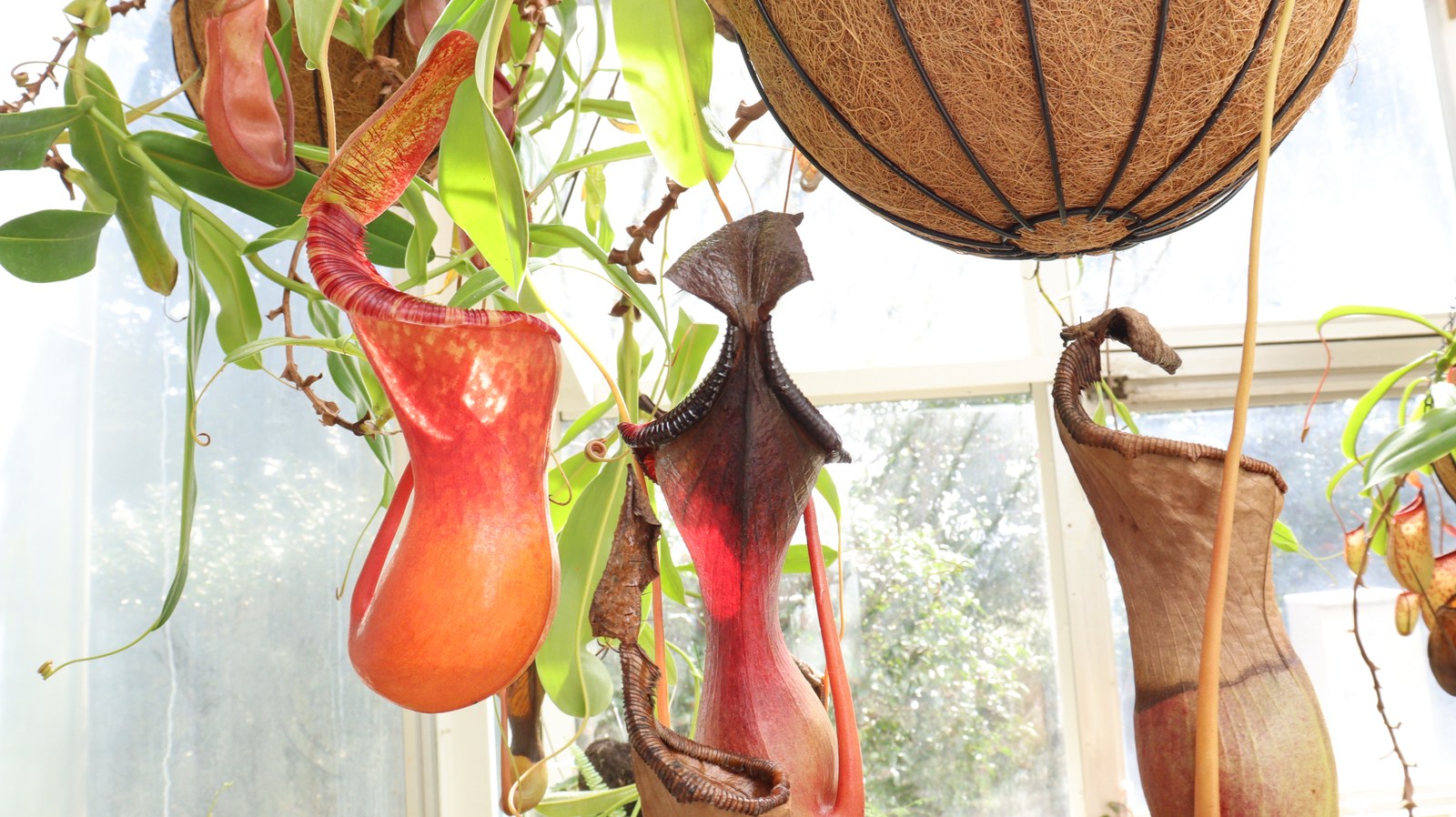 ウツボカズラ、ウツボット、の写真フリー素材 Nepenthes Photo Free Material