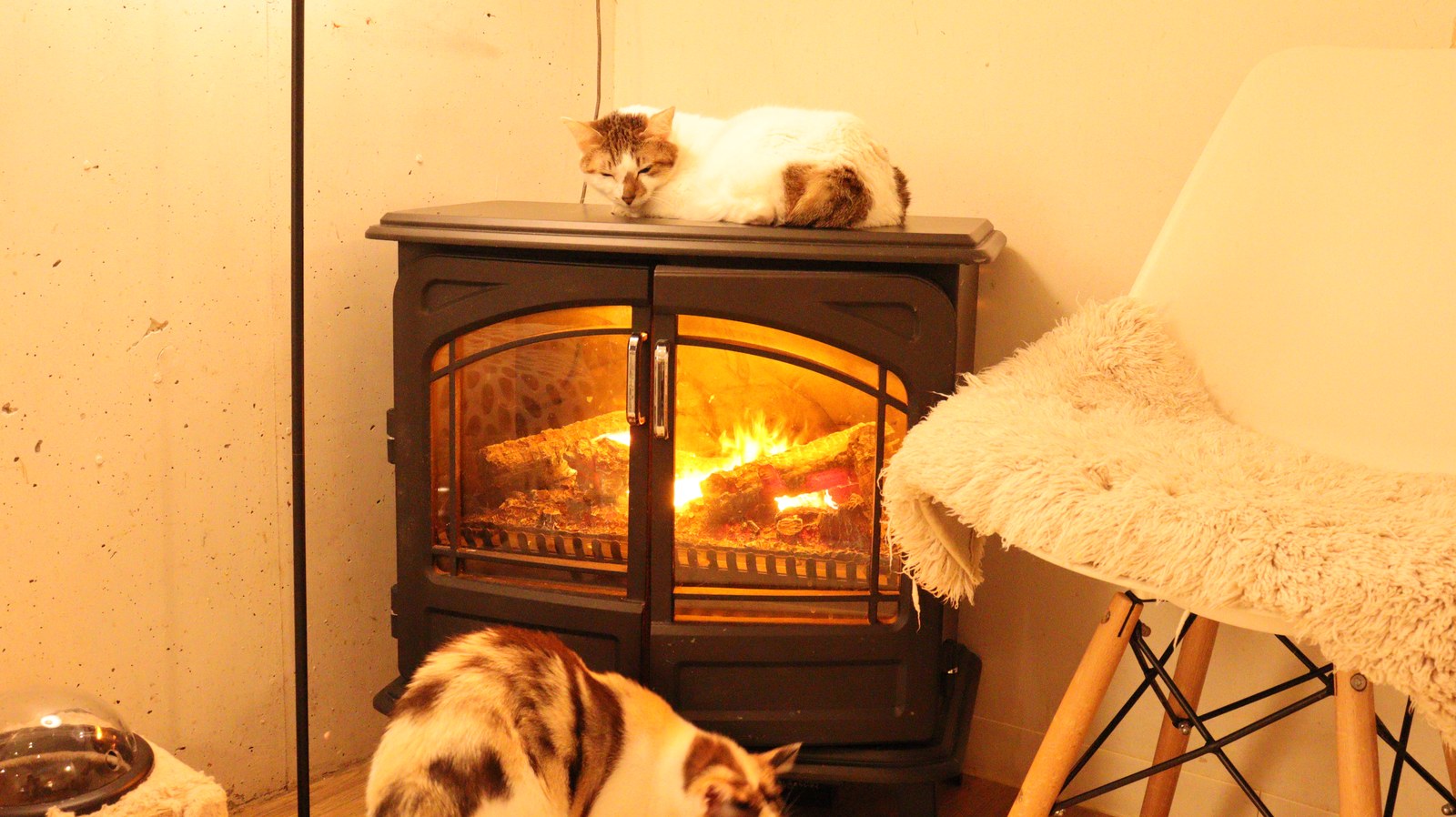 猫、ネコ、ねこ、雑種、ペット、動物の写真フリー素材 Cat, hybrid, pet, animal photo free material