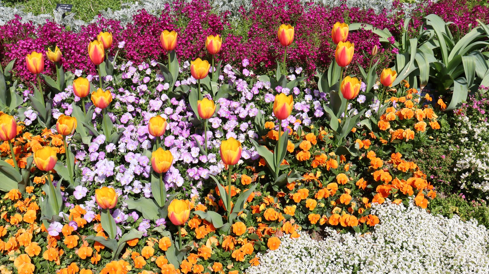 色んな花の写真フリー素材 Various flower photo free material