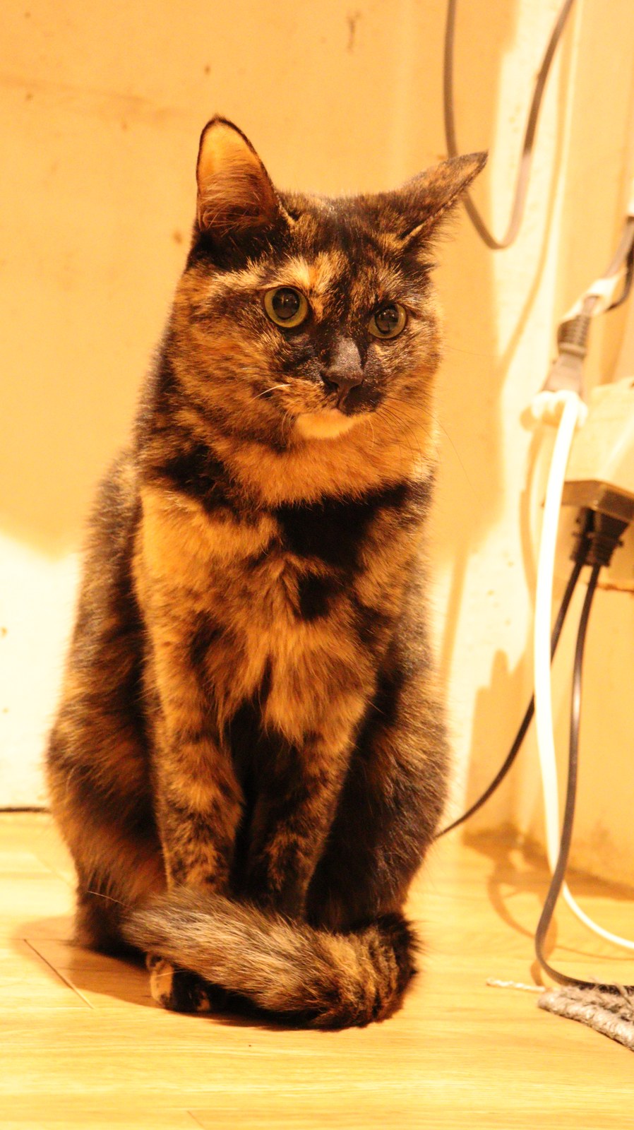 猫、ネコ、ねこ、雑種、ペット、動物の写真フリー素材 Cat, hybrid, pet, animal photo free material