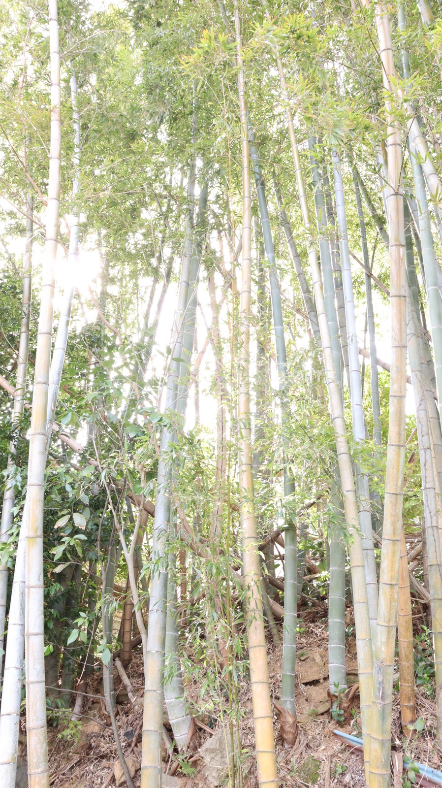 晴れの日の竹の写真フリー素材 Bamboo photo free material on a sunny day