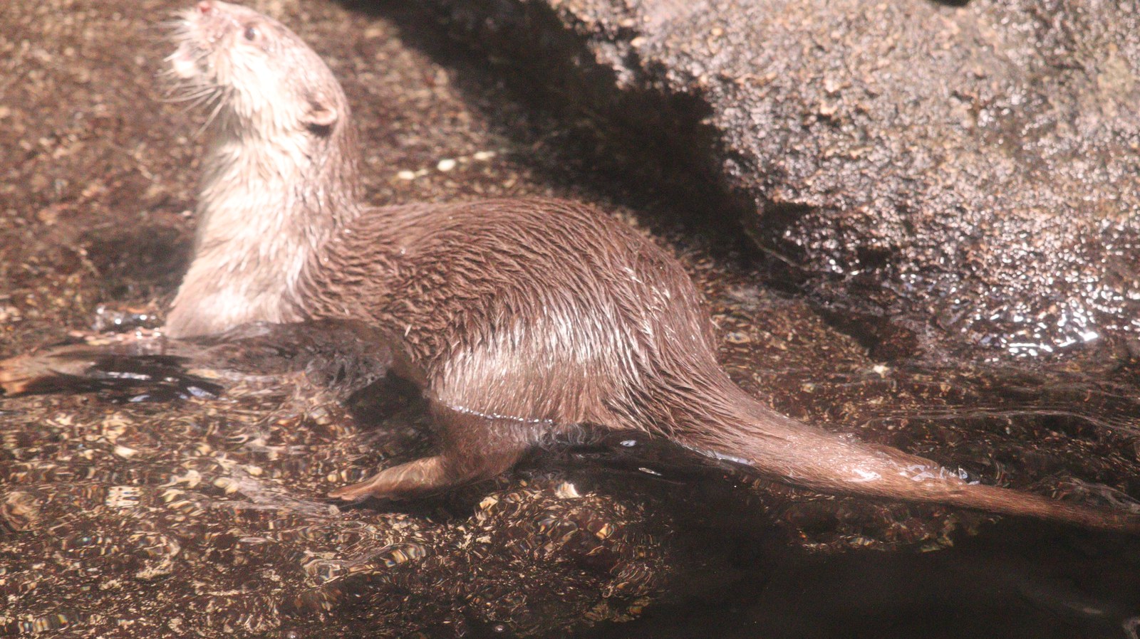 カワウソ、コツメカワウソ、動物園、動物の写真フリー素材 Otters, river otters, zoos, animals photos free material