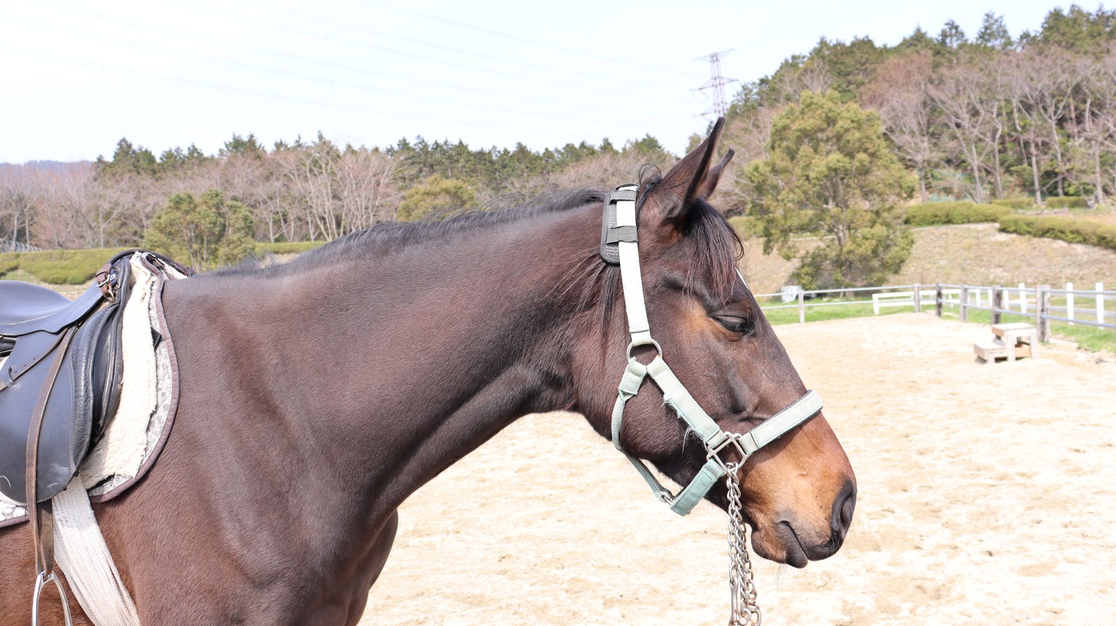 牧場、家畜、馬、ポニー、動物の写真フリー素材 Pictures of ranch, livestock, horse, pony, animal free material