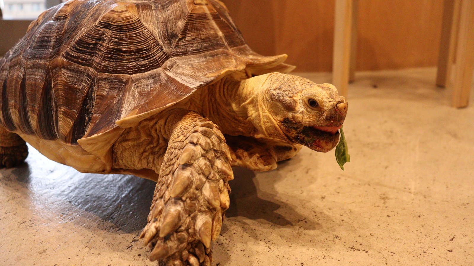 亀、カメ、リクガメ、陸亀、爬虫類、動物の写真フリー素材 Turtle, turtle, tortoise, land turtle, reptile, animal photo free material