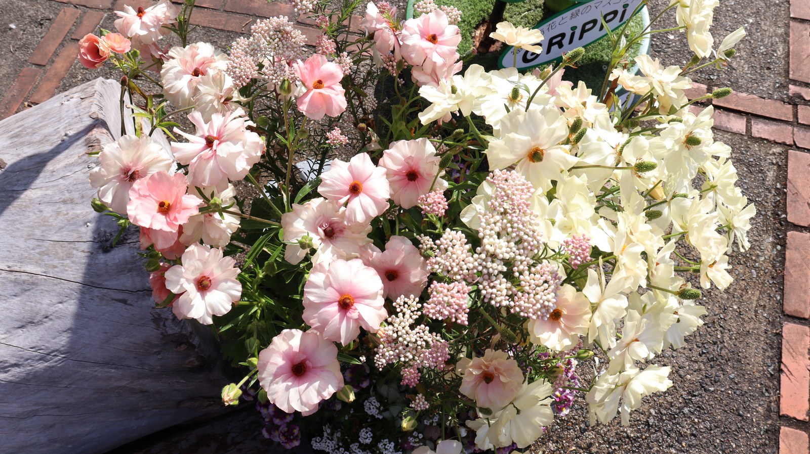 白い花とピンクの花の写真フリー素材 White Flowers and Pink Flowers Photos Free Material