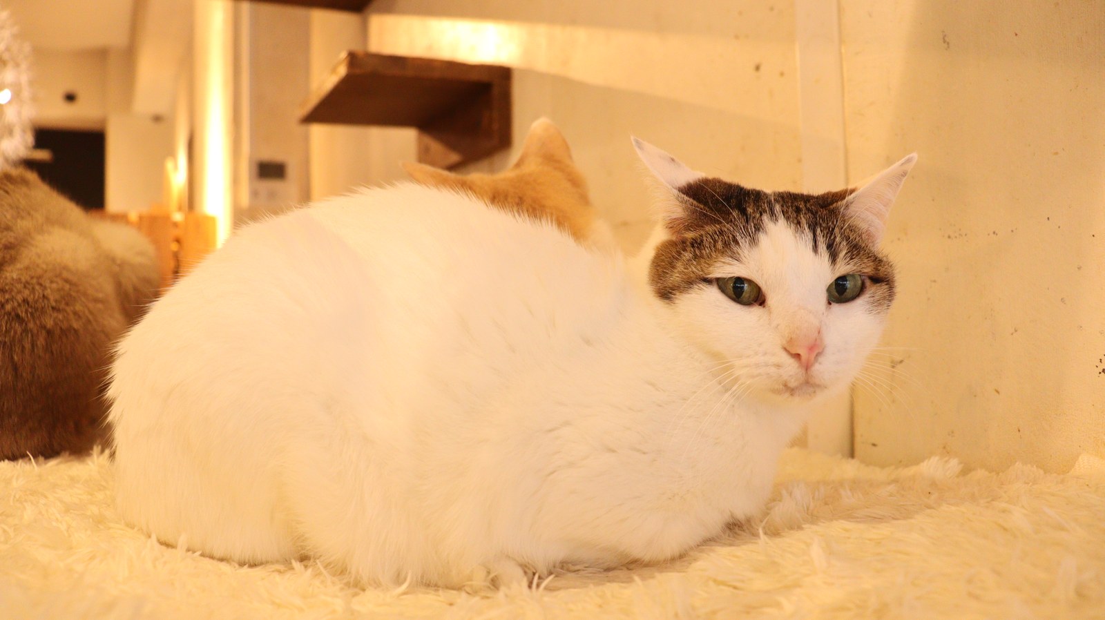 猫、ネコ、ねこ、雑種、ペット、動物の写真フリー素材 Cat, hybrid, pet, animal photo free material
