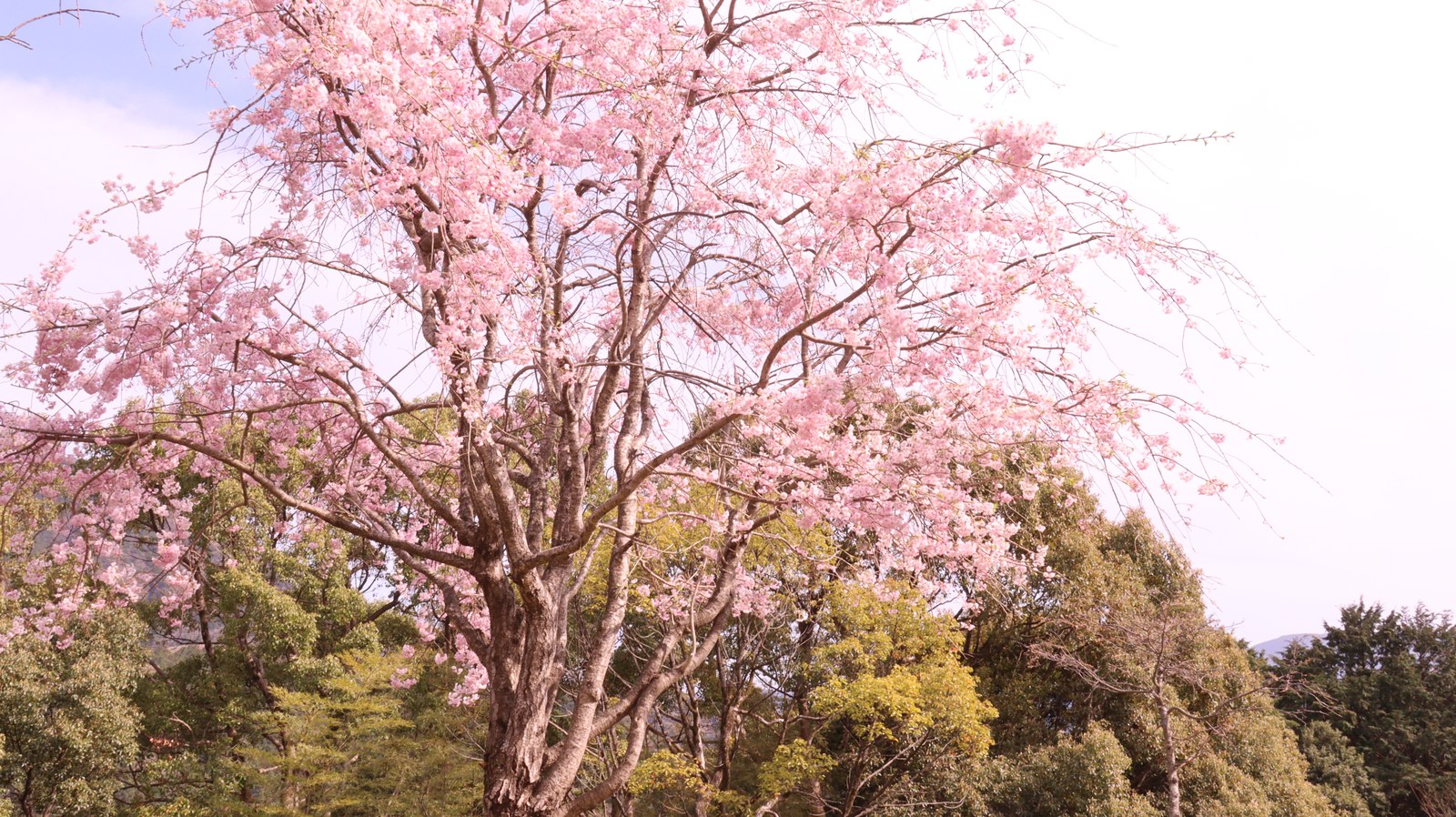 森に咲く桜の写真フリー素材 Photos of cherry blossoms blooming in the forest Free material