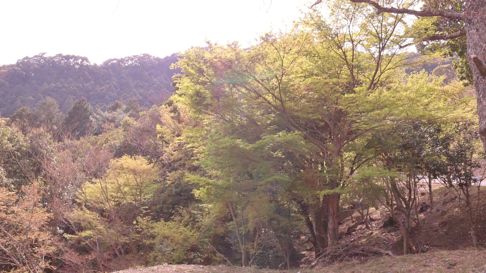春、森林、木、山の写真フリー素材 Spring, Forest, Trees, Mountains Photos Free Material