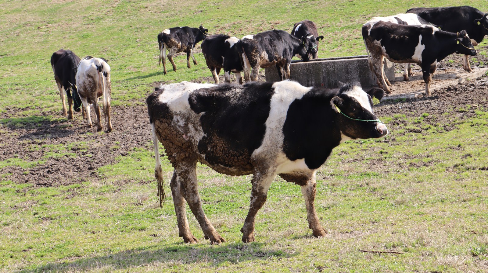 牧場、家畜、牛、乳牛、動物の写真フリー素材 Ranch, livestock, cow, dairy cow, animal photo free material