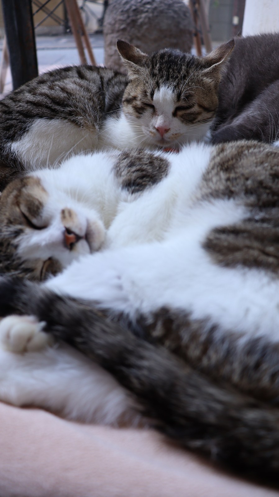 猫、ネコ、ねこ、雑種、ペット、動物の写真フリー素材 Cat, hybrid, pet, animal photo free material