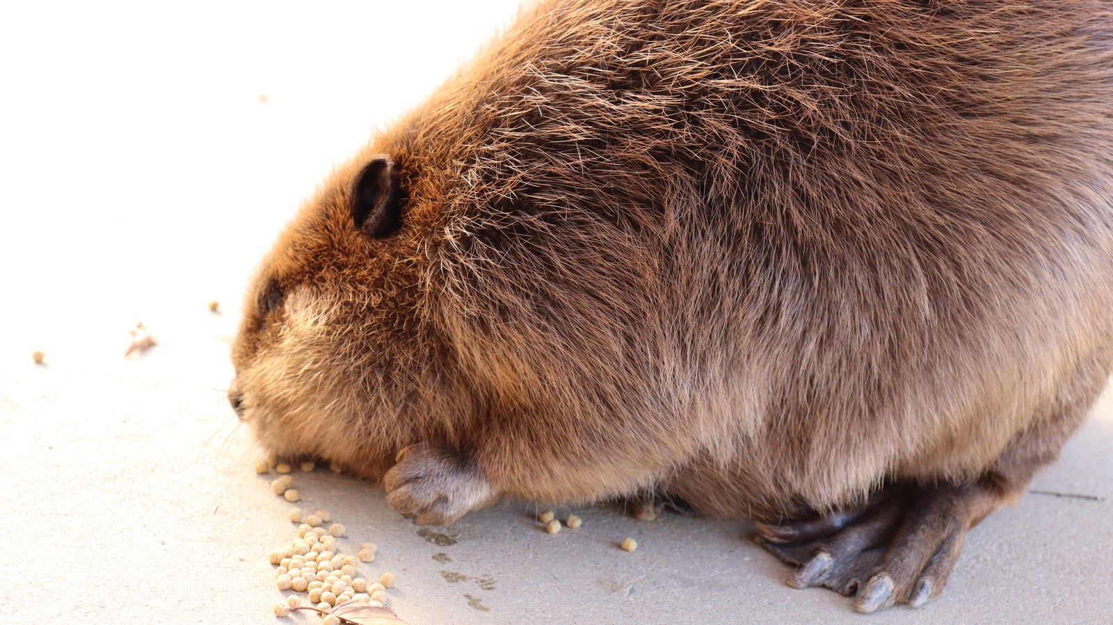 ビーバー動物のフリー素材 beaver Free material