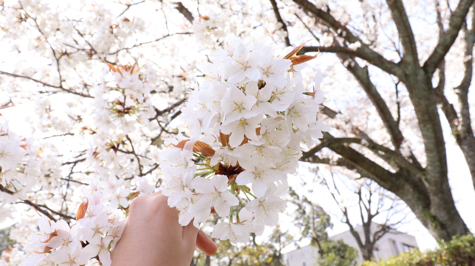 白い花を持つの写真フリー素材 Photograph-free material of the sun through the gaps of cherry blossoms