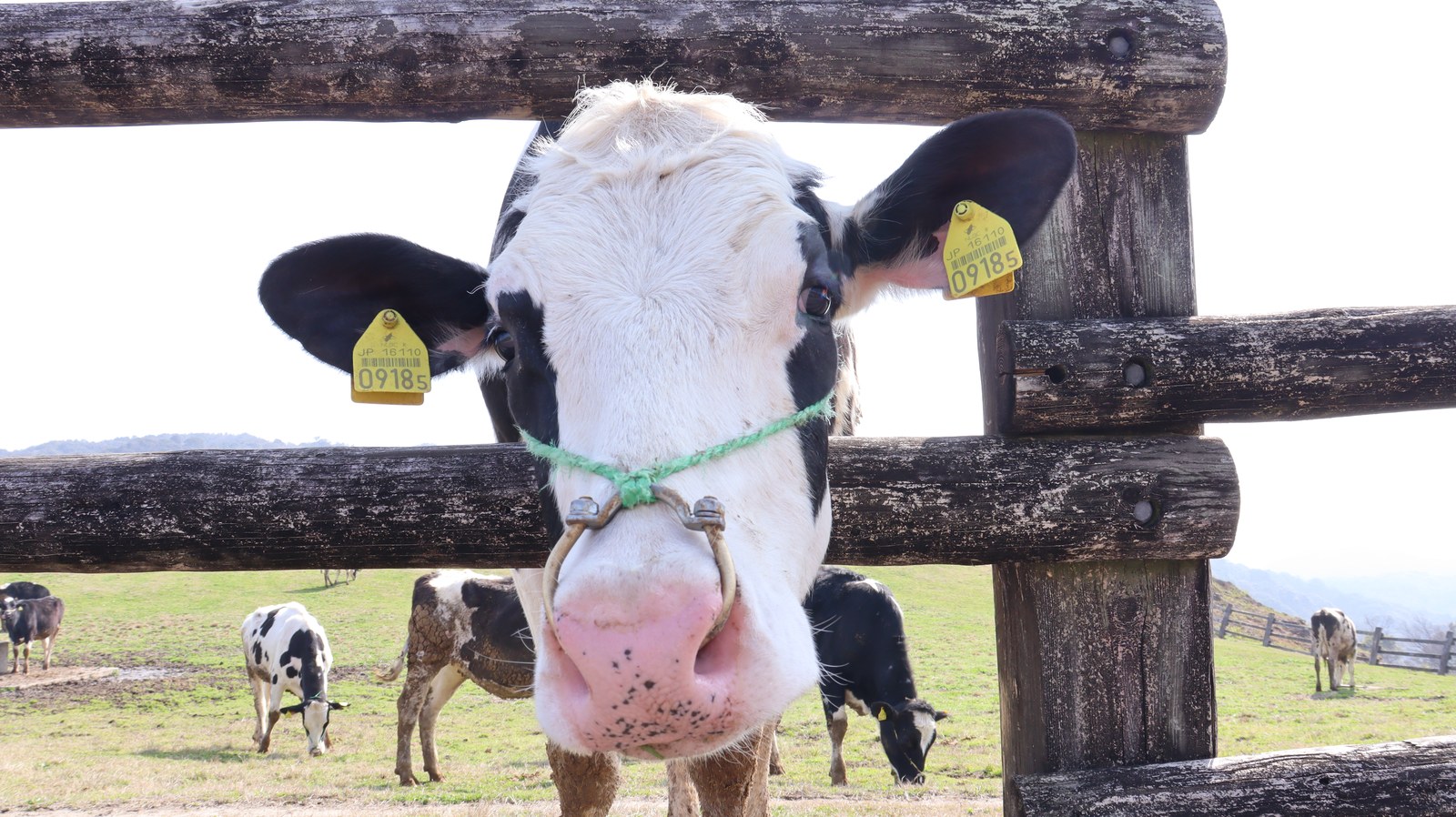 牧場、家畜、牛、乳牛、動物の写真フリー素材 Ranch, livestock, cow, dairy cow, animal photo free material