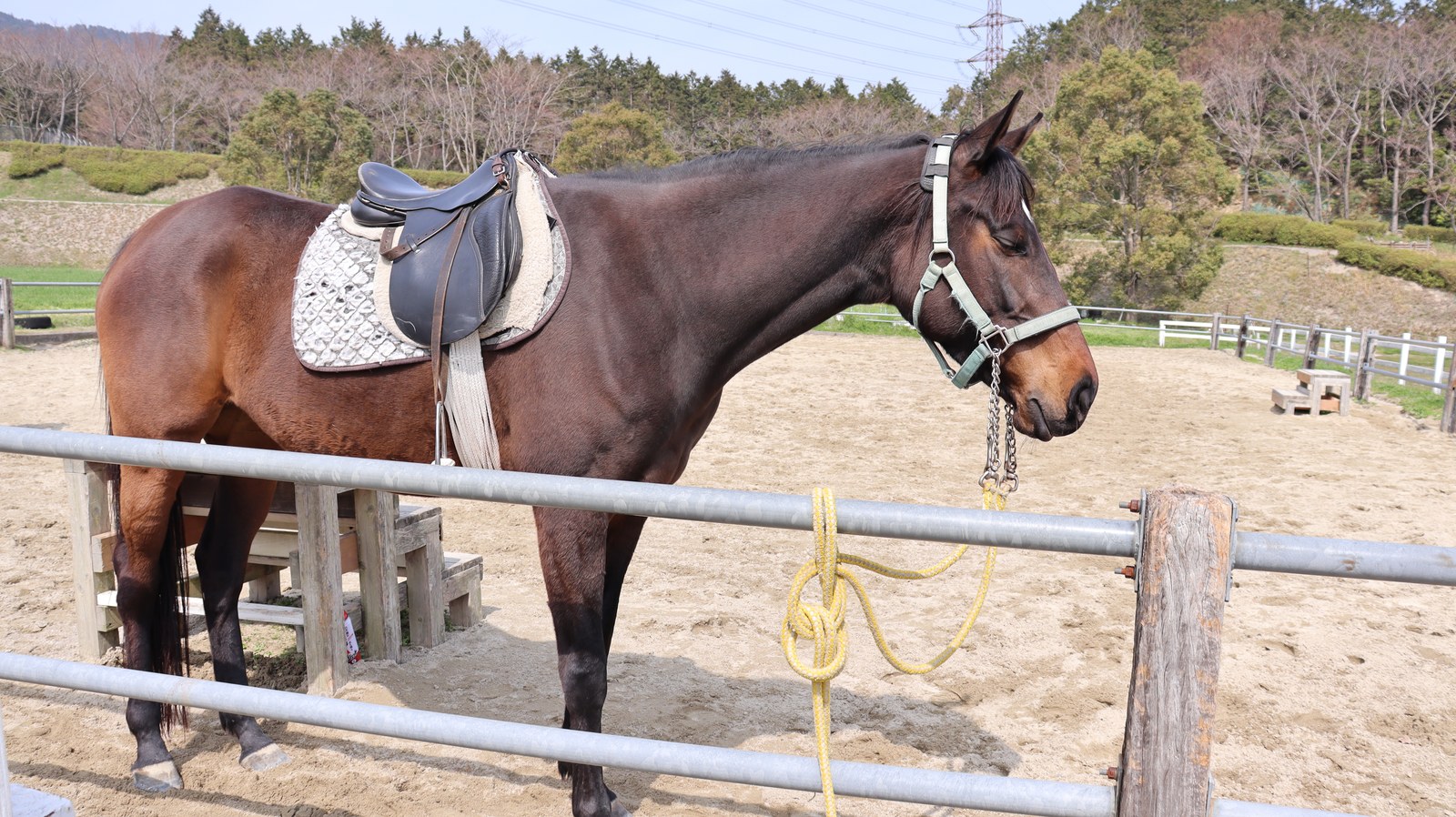 牧場、家畜、馬、ポニー、動物の写真フリー素材 Pictures of ranch, livestock, horse, pony, animal free material