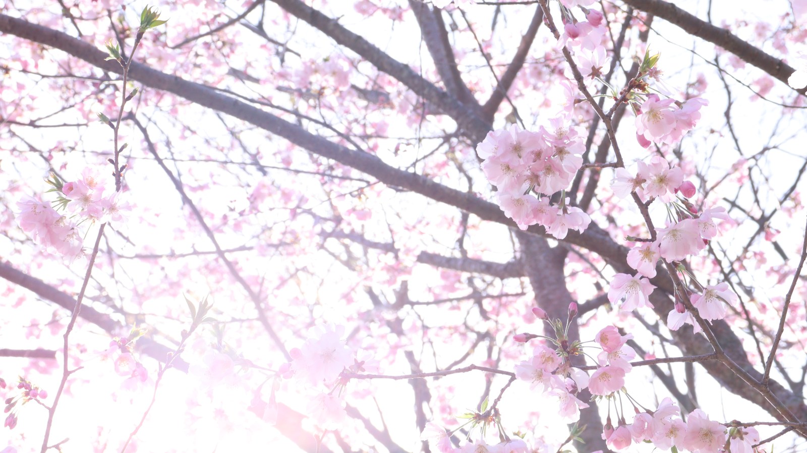 桜と光の写真フリー素材 Sakura and light photo free material