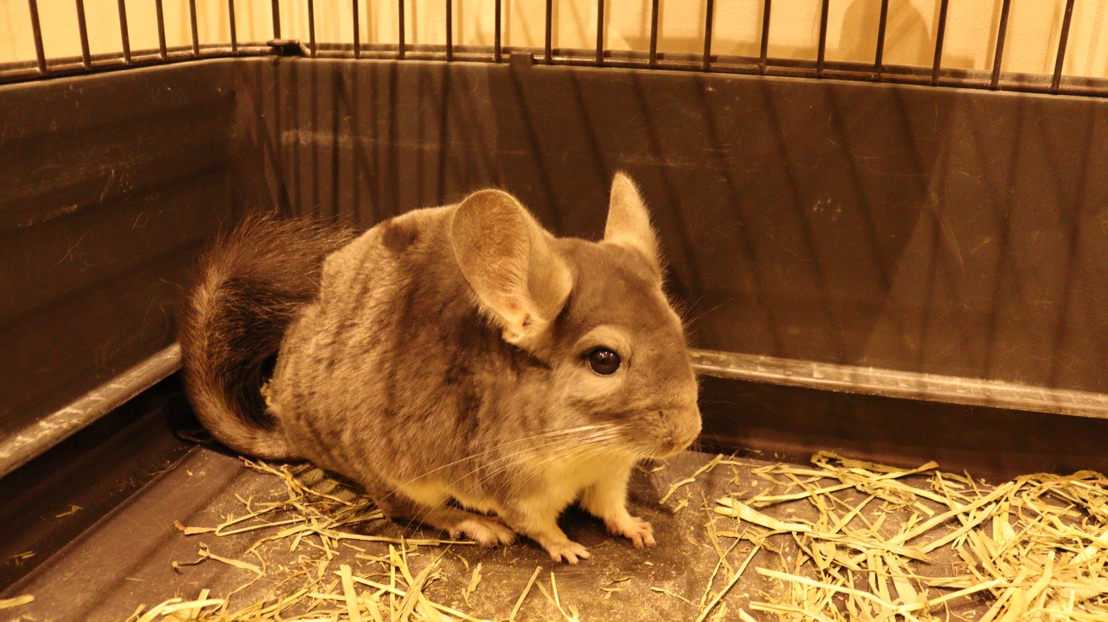 チンチラ動物のフリー素材 Chinchilla Free material