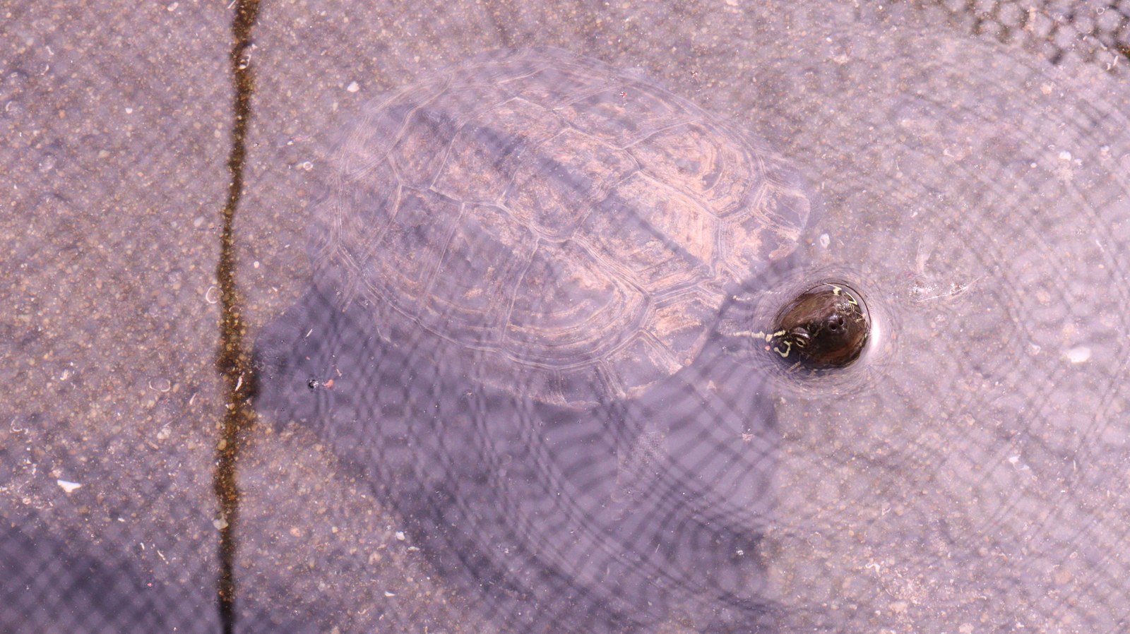 亀、クサガメ、爬虫類、動物園、動物の写真フリー素材 Turtles, Reeve's Turtles, Reptiles, Zoos, Animals Photos Free Material
