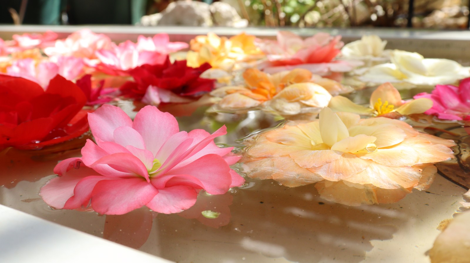 水に浮いてるピンクの花フリー素材 Pink flower free material floating on water