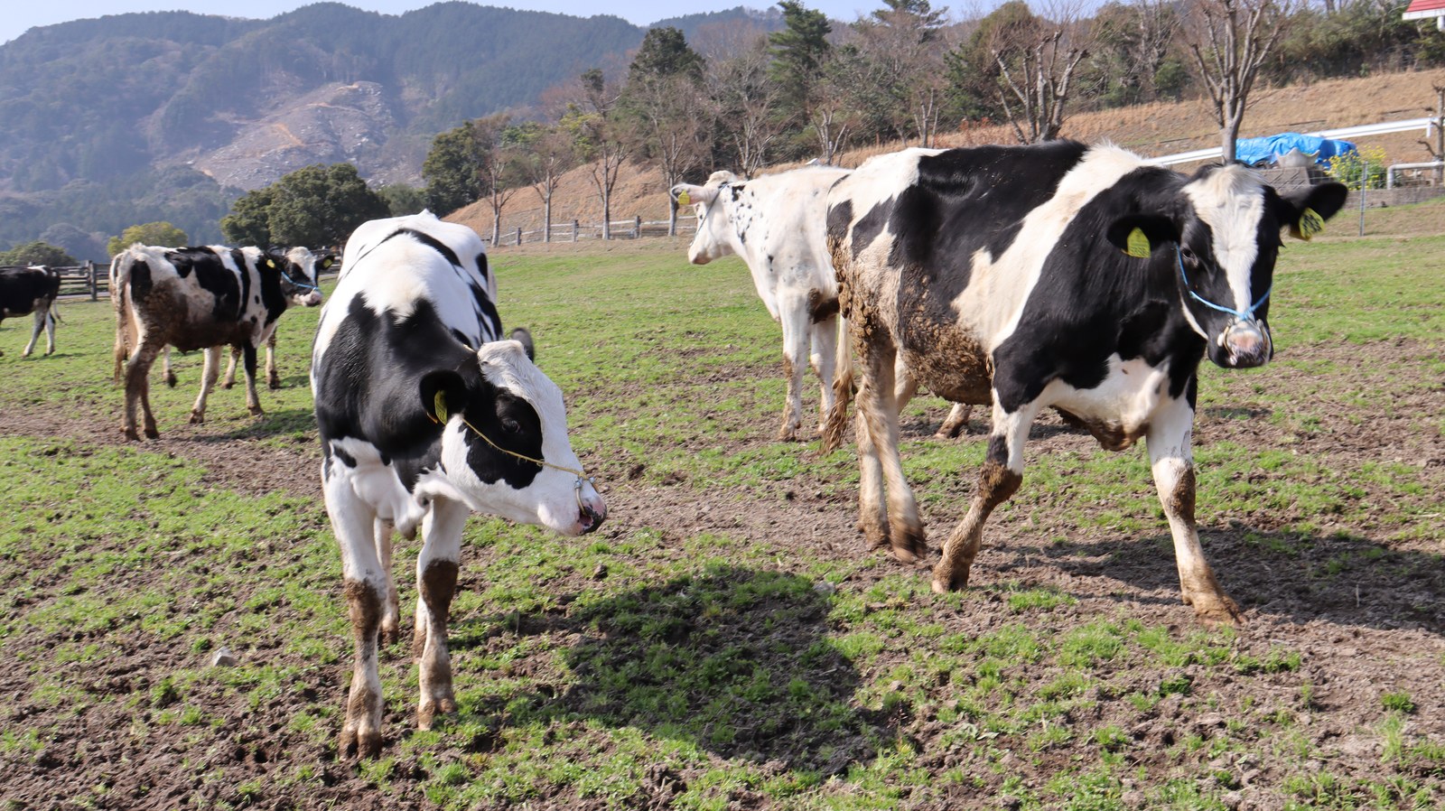 牧場、家畜、牛、乳牛、動物の写真フリー素材 Ranch, livestock, cow, dairy cow, animal photo free material