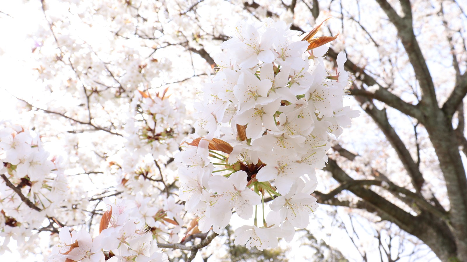 白い花の木の写真フリー素材 White Flower Tree Photos Free Material