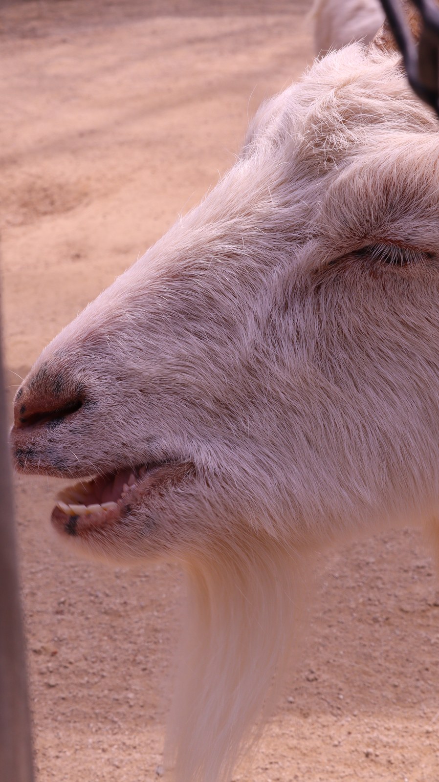 ヤギ、哺乳類、動物園、動物の写真フリー素材 Pictures of goats, mammals, zoos, animals Free material
