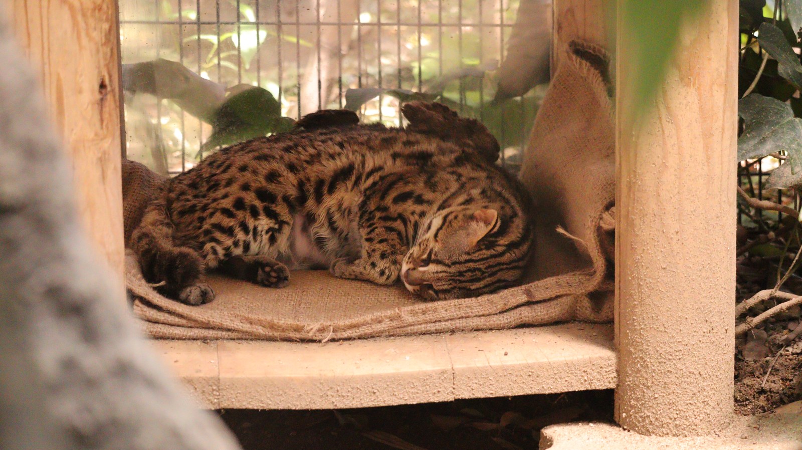 自然、ベンガルヤマネコ、猫、動物園、動物の写真フリー素材 Nature, Bengal Wildcat, Cat, Zoo, Animal Photos Free Material