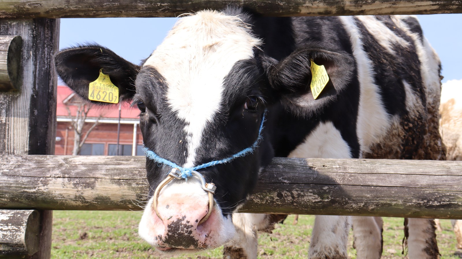 牧場、家畜、牛、乳牛、動物の写真フリー素材 Ranch, livestock, cow, dairy cow, animal photo free material