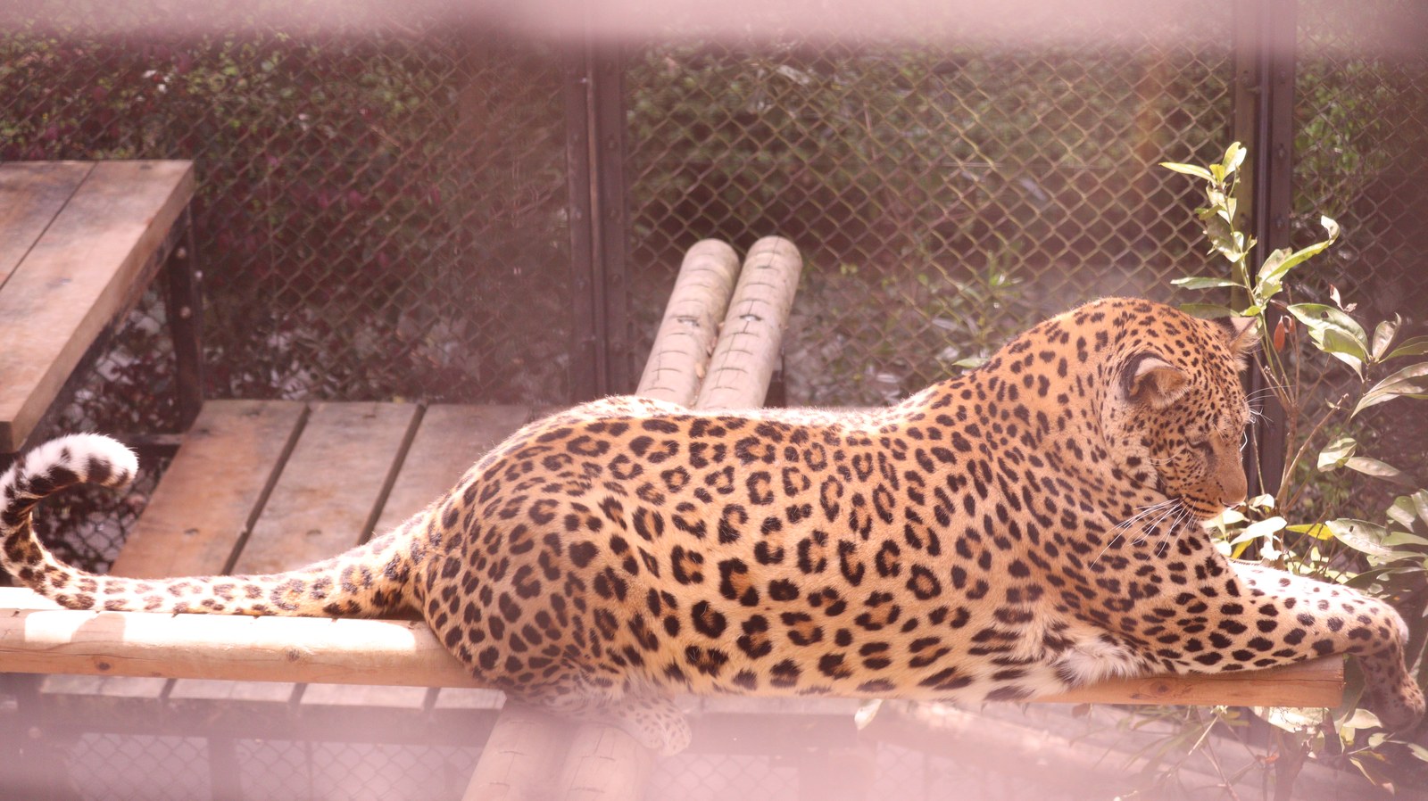 ヒョウ、豹、猫科、動物園、動物の写真フリー素材 Leopard, feline, zoo, animal photo free material