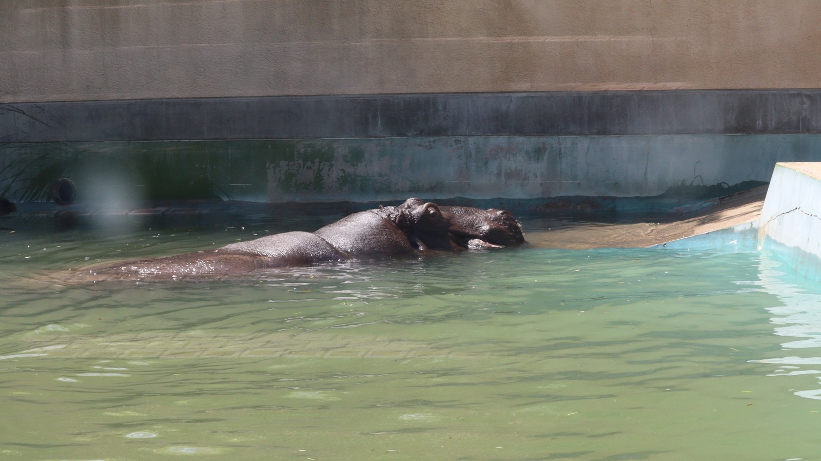 カバ、哺乳類、動物園、動物の写真フリー素材 Hippopotamus, Mammals, Zoos, Animals Photos Free Material