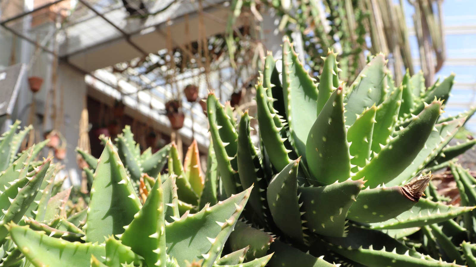 アロエの葉の写真フリー素材 Aloe leaf photo free material