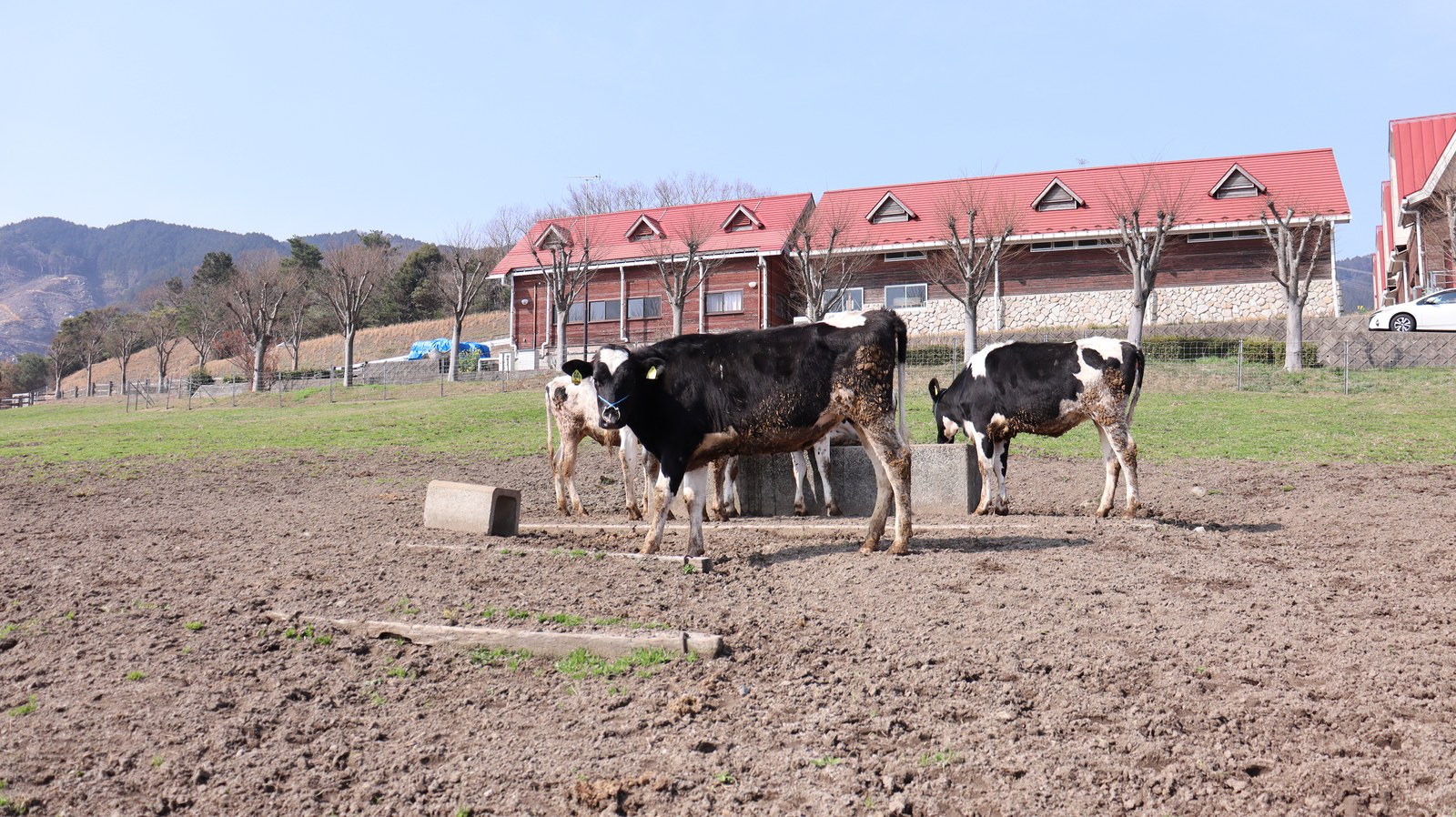 牧場、家畜、牛、乳牛、動物の写真フリー素材 Ranch, livestock, cow, dairy cow, animal photo free material