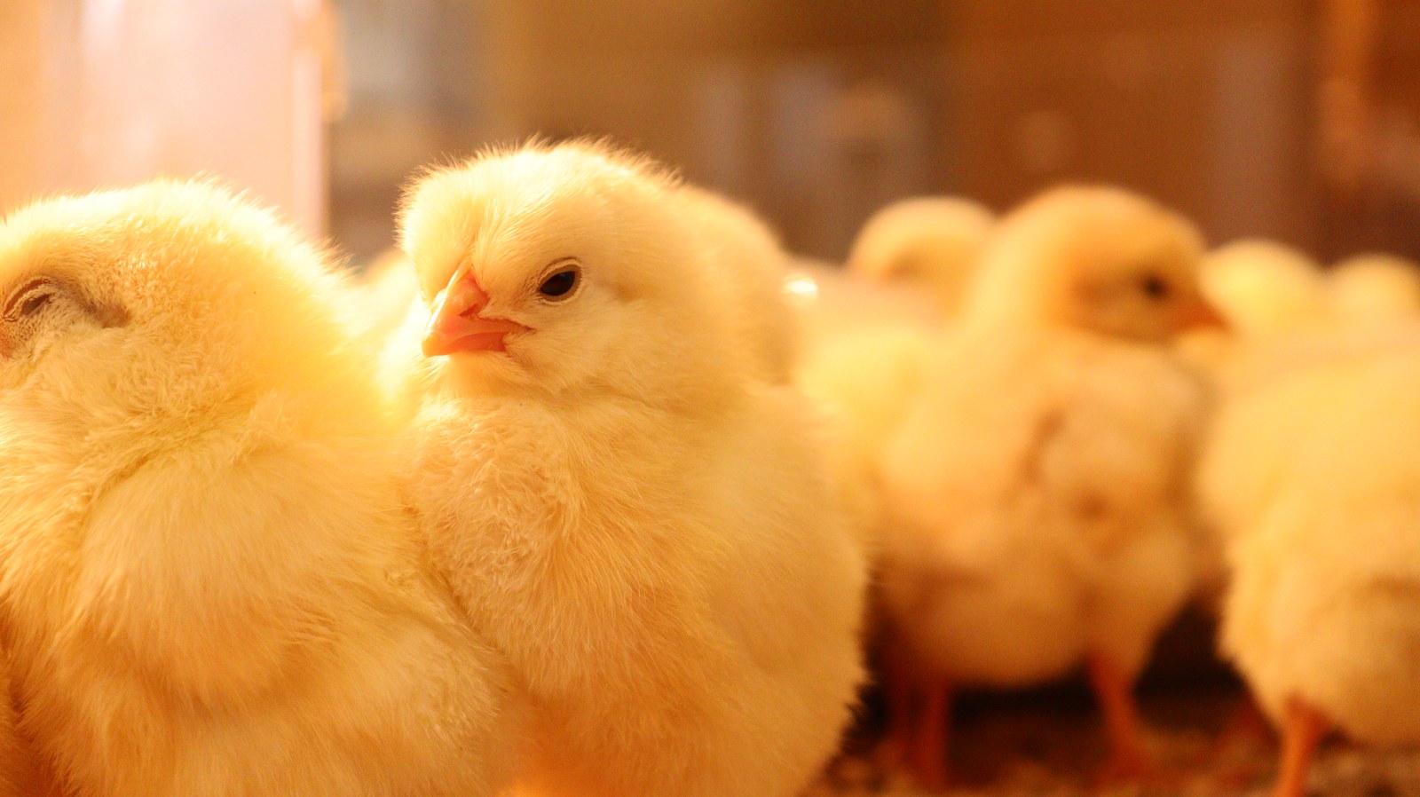 小動物、鳥、ヒヨコ、ひよこ、動物の写真フリー素材 Pictures of small animals, birds, chicks, animals Free material