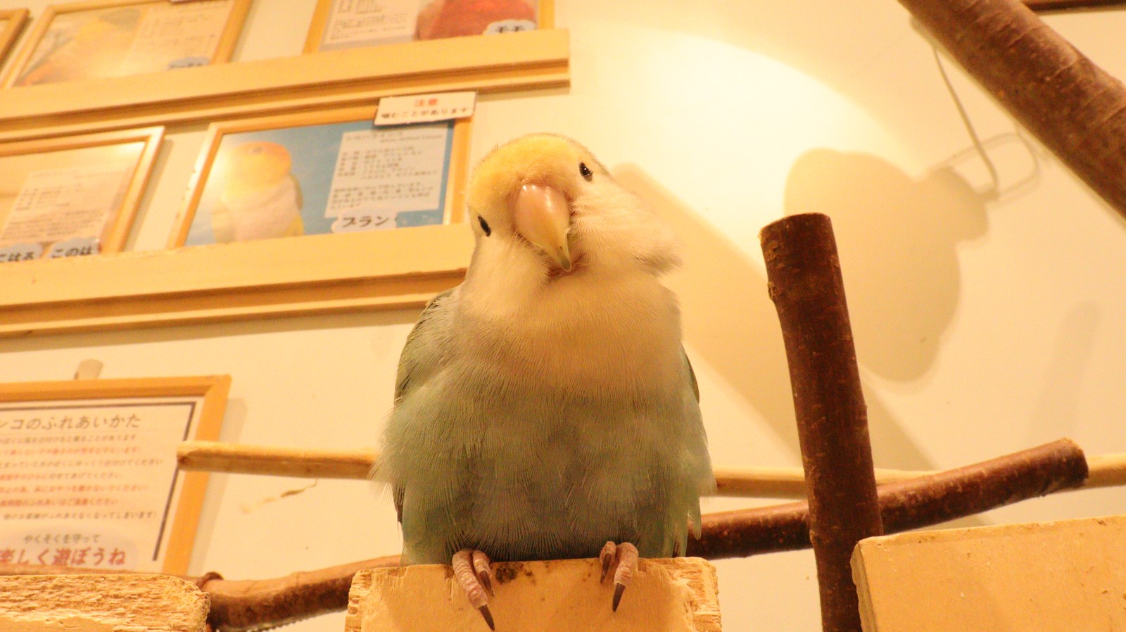 小動物、鳥、インコ、セキセイインコ、動物の写真フリー素材 Pictures of small animals, birds, parakeets, budgerigars, animals Free material
