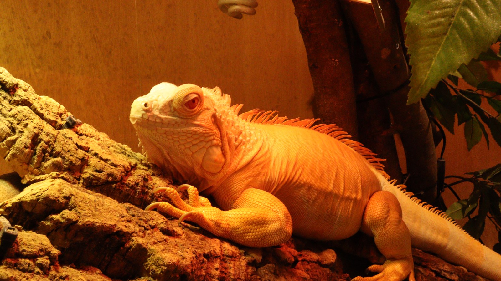 小動物、イグアナ、爬虫類、グリーンイグアナ、動物の写真フリー素材 Small animals, iguanas, reptiles, green iguanas, animals photos free material