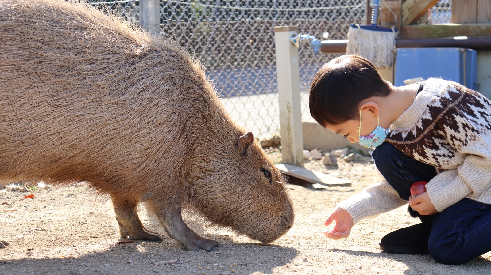 カピバラ動物のフリー素材 Capybara Free material