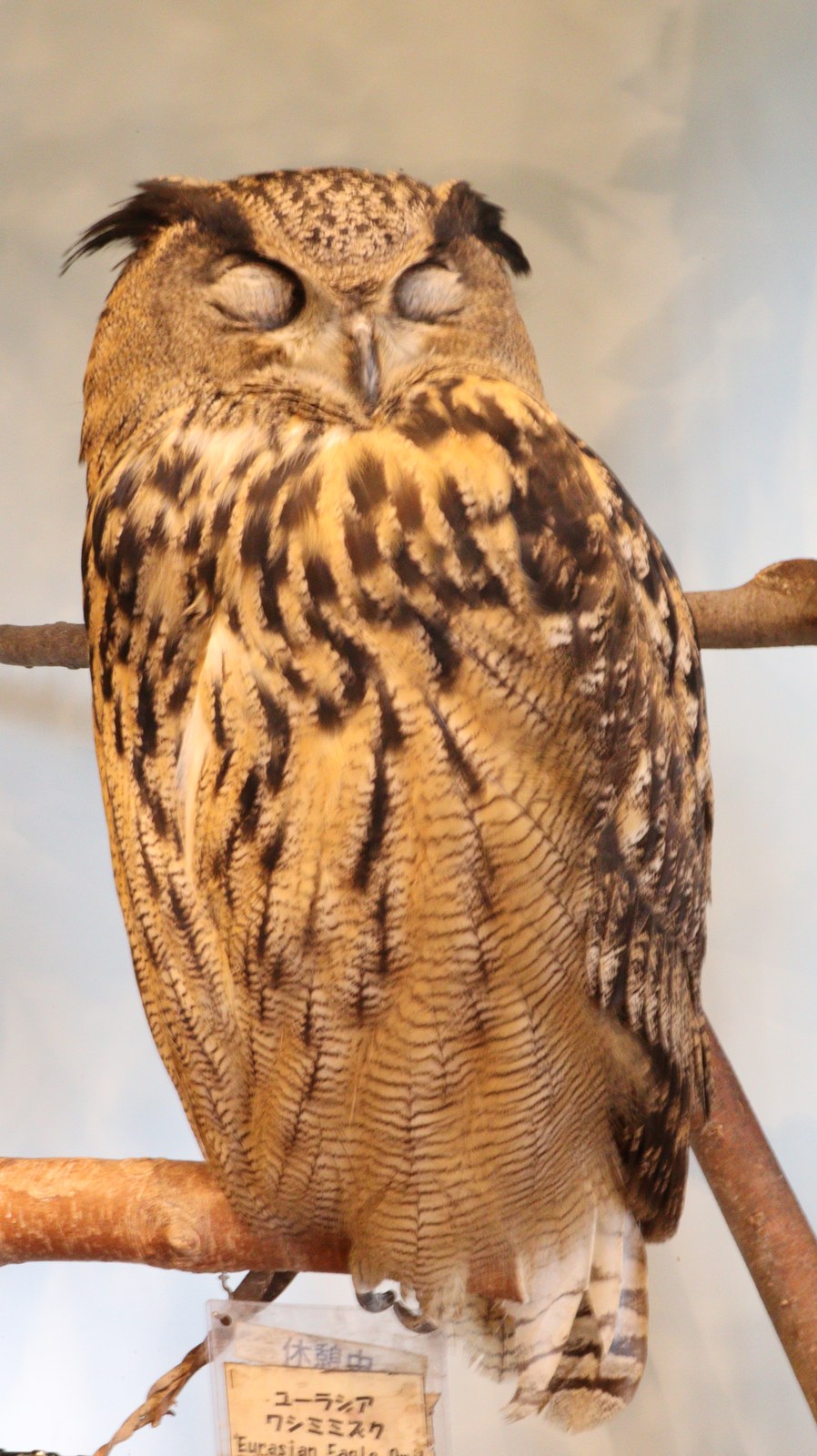 ベンガルワシミミズク、ミミズク、フクロウ、鳥、動物の写真フリー素材 Bengal Eagle Owl, Indian Eagle Owl, Owl, Bird, Animal Photos Free Material
