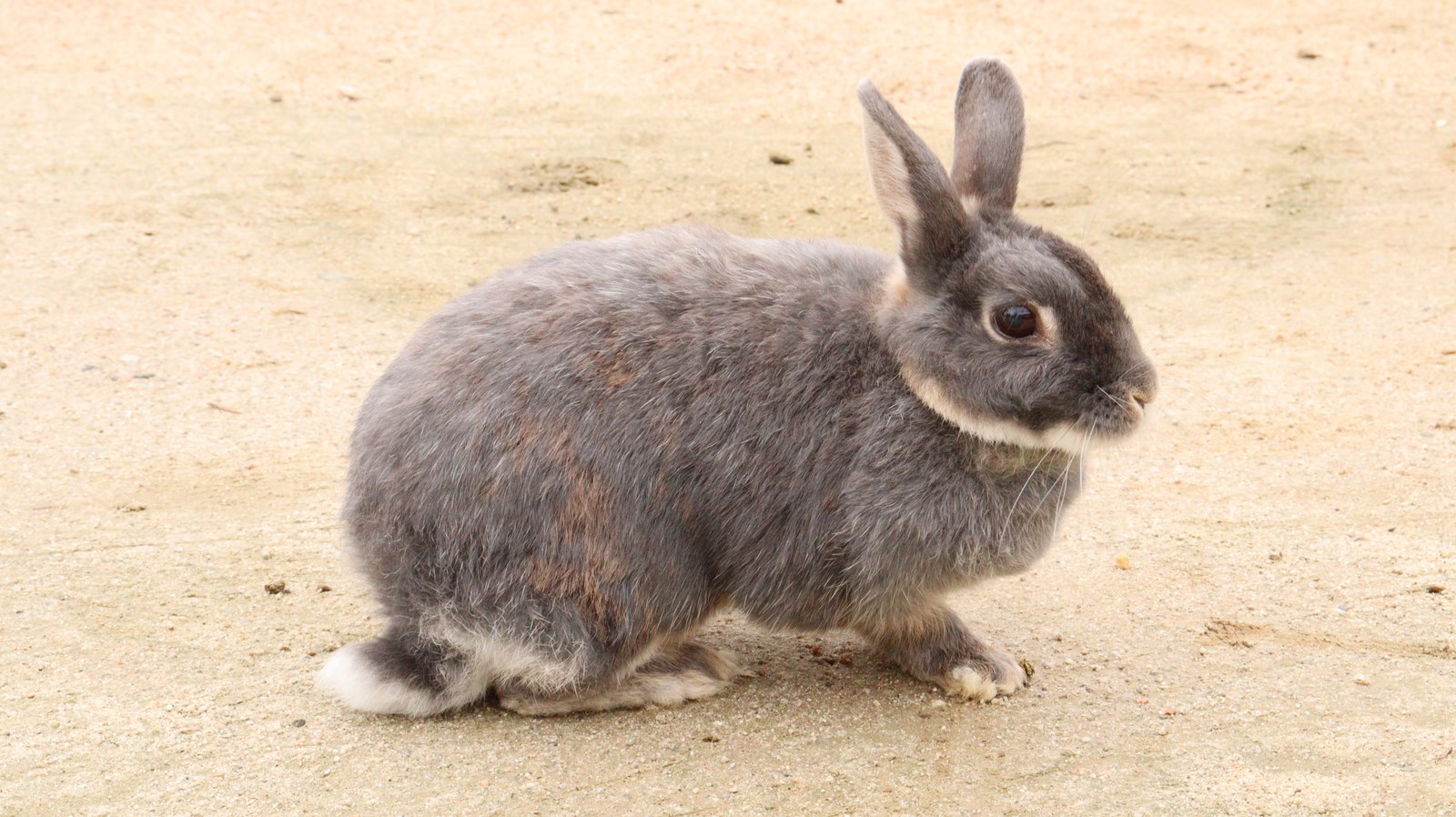 ウサギのフリー素材 Rabbit Free material