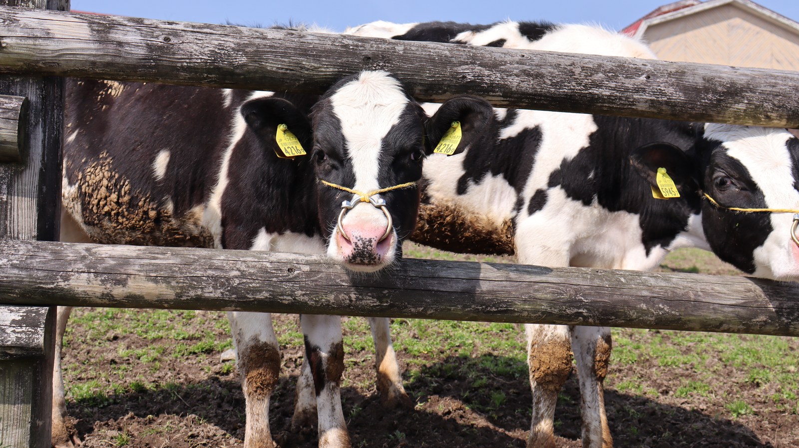 牧場、家畜、牛、乳牛、動物の写真フリー素材 Ranch, livestock, cow, dairy cow, animal photo free material