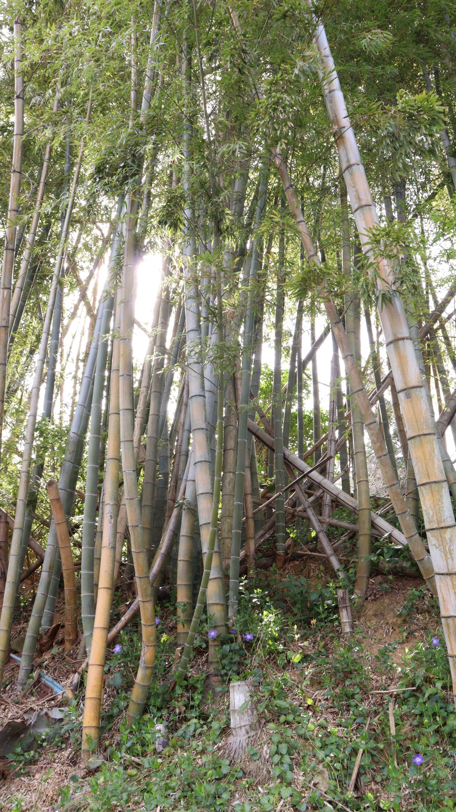 春の竹林と小さい花の画像写真フリー素材 Spring bamboo grove and small flowers image photo free material