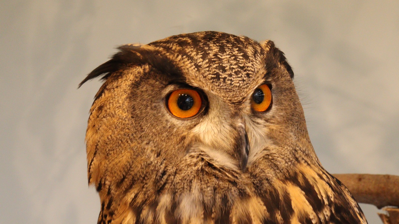 ベンガルワシミミズク、ミミズク、鳥、小動物、動物の写真フリー素材 Bengal Eagle Owl, Indian Eagle Owl, Birds, Small Animals, Animals Photos Free Material