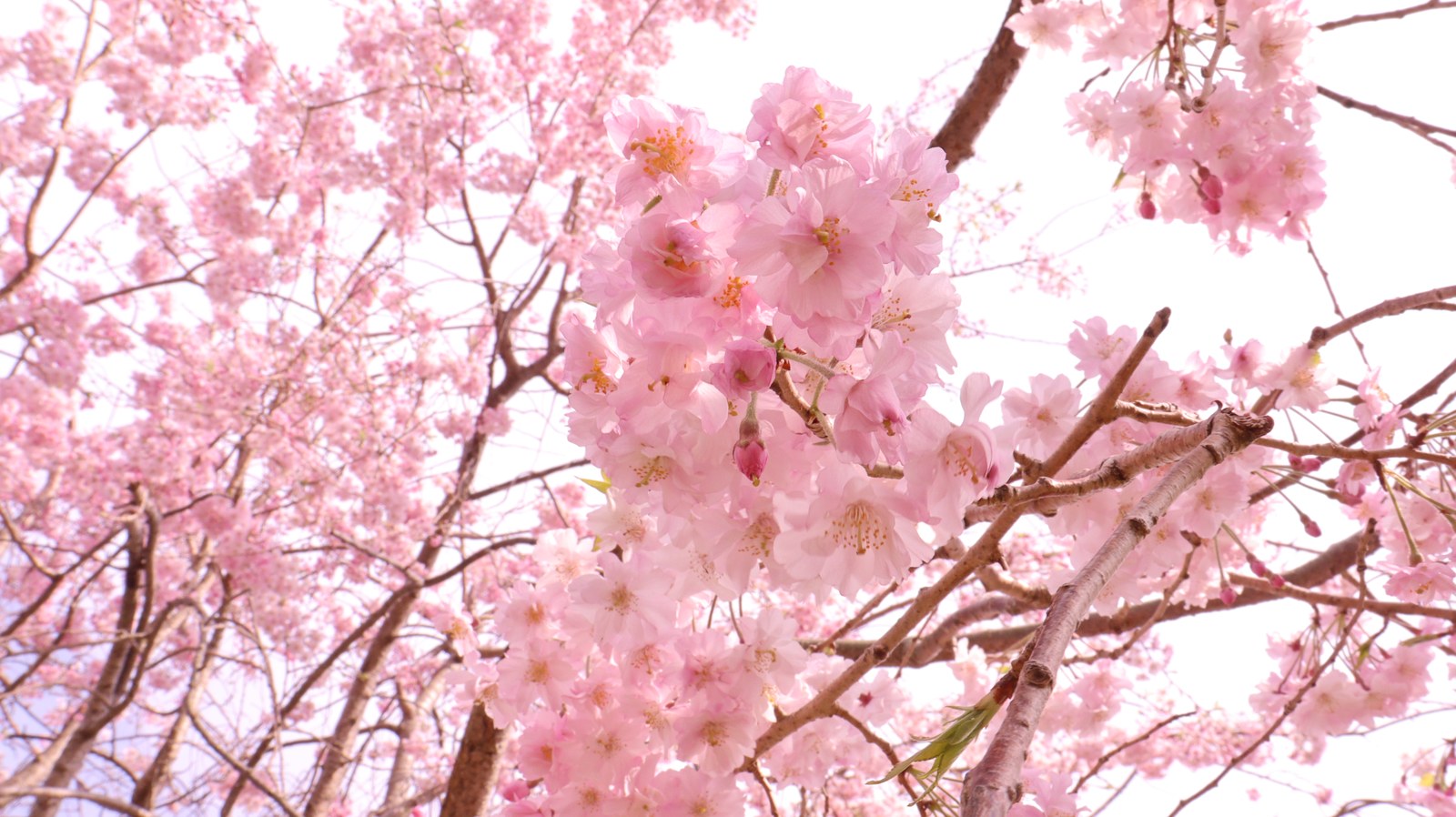 桜の束の写真フリー素材 Bunch of cherry blossoms photo free material