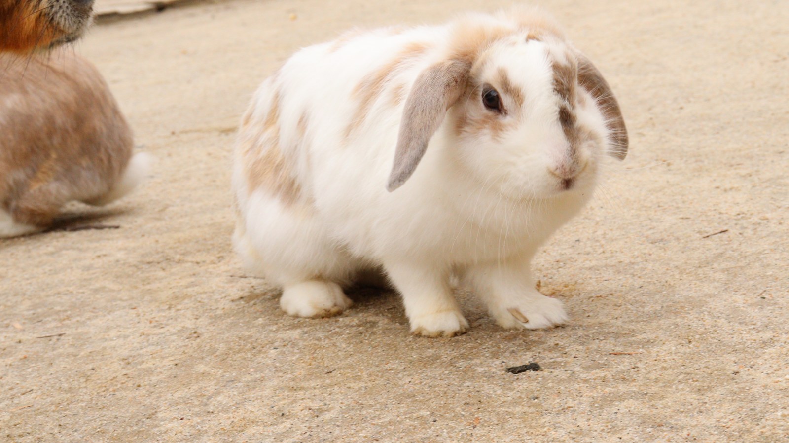 ウサギのフリー素材 Rabbit Free material