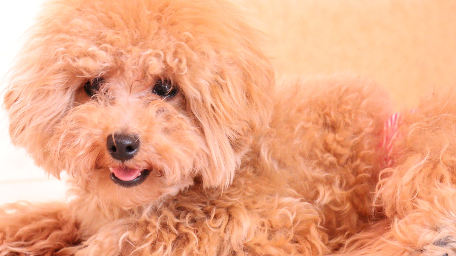 小型犬、トイプードル、犬、室内犬、動物の写真フリー素材 Small dogs, toy poodles, dogs, indoor dogs, animals photos free material