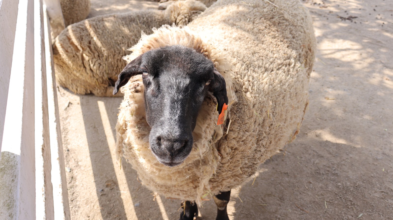 牧場、家畜、ひつじ、羊、動物の写真フリー素材 Pictures of ranch, livestock, sheep, sheep, animals Free material