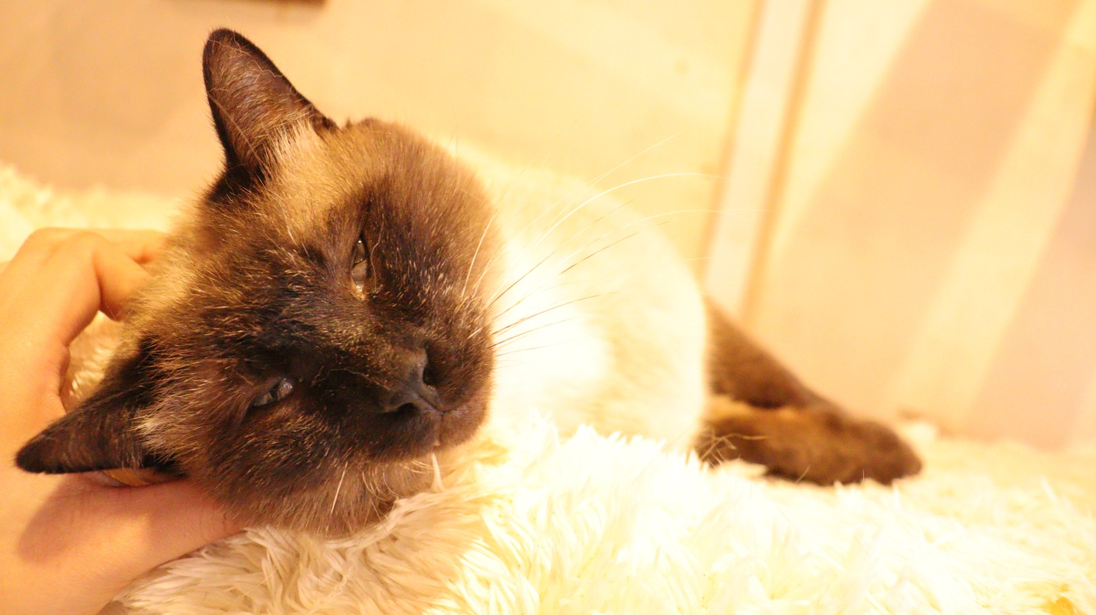 猫、ネコ、ねこ、雑種、ペット、動物の写真フリー素材 Cat, hybrid, pet, animal photo free material