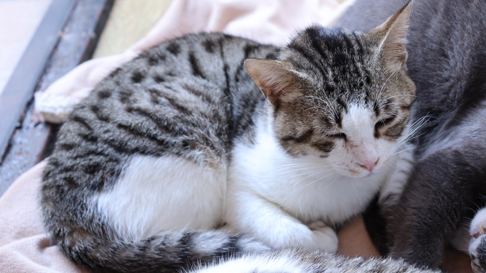 猫、ネコ、ねこ、雑種、ペット、動物の写真フリー素材 Cat, hybrid, pet, animal photo free material