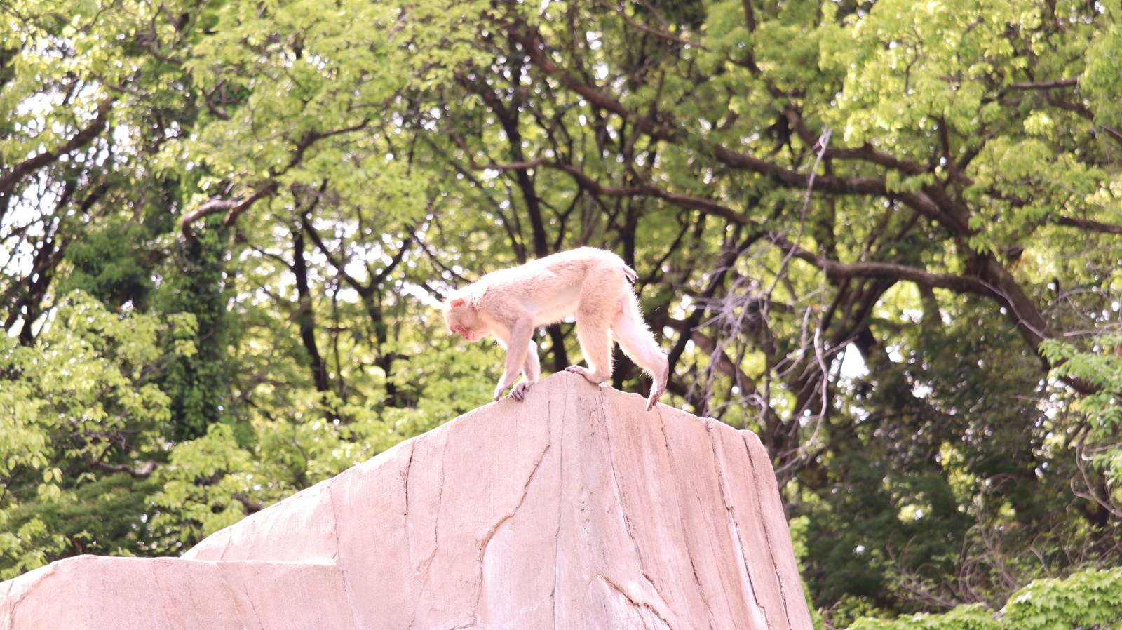 猿、日本猿、ニホンザル、哺乳類、動物園、動物の写真フリー素材 Pictures of monkeys, Japanese monkeys, mammals, zoos, animals Free material
