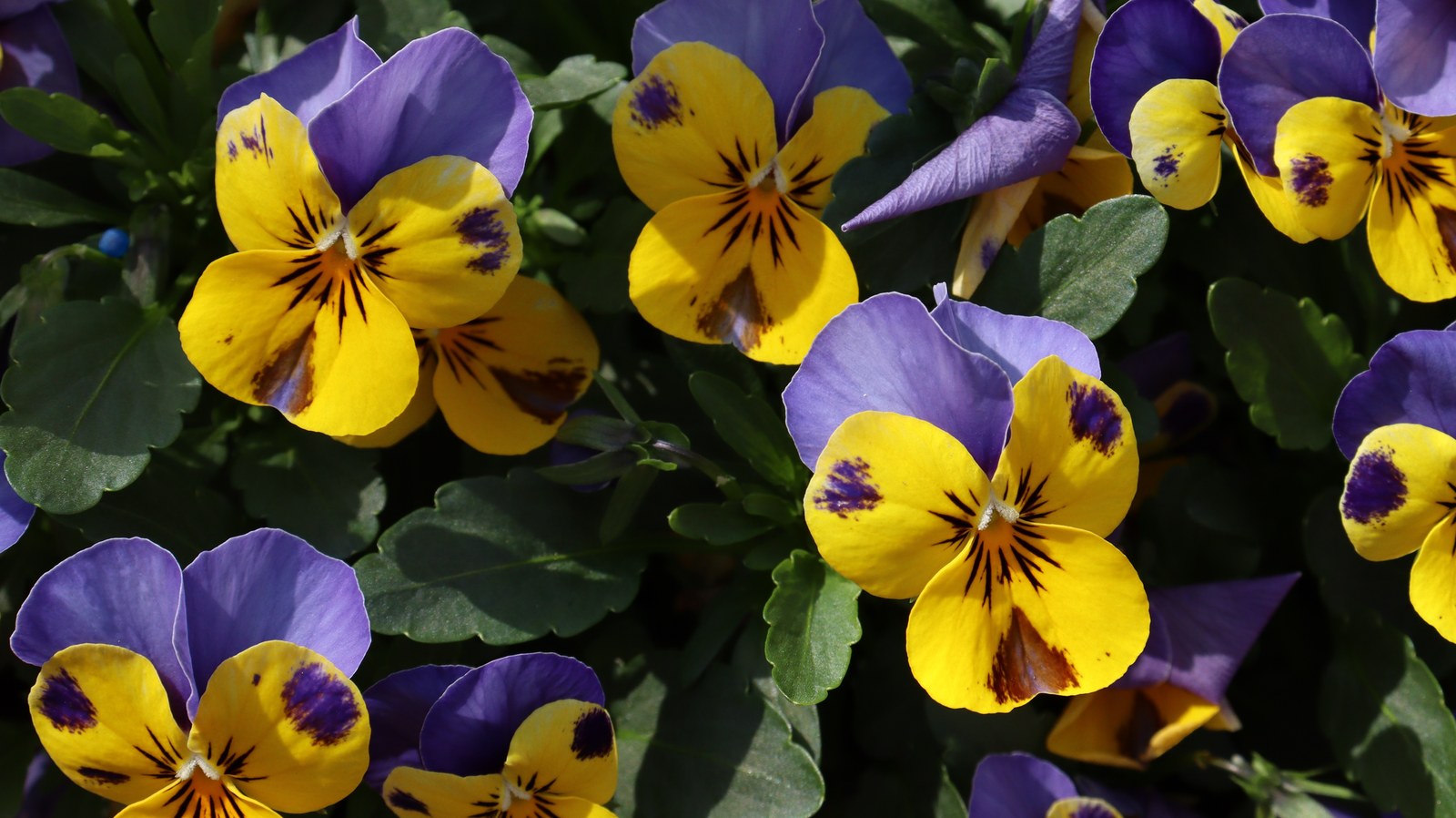 紫と黄色の花の写真フリー素材 Purple and yellow flowers photo free material