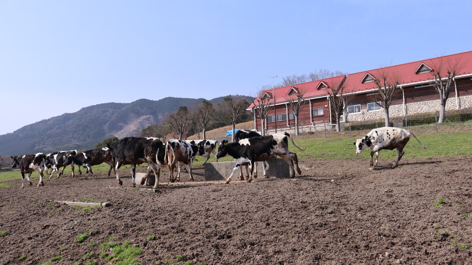 牧場、家畜、牛、乳牛、動物の写真フリー素材 Ranch, livestock, cow, dairy cow, animal photo free material